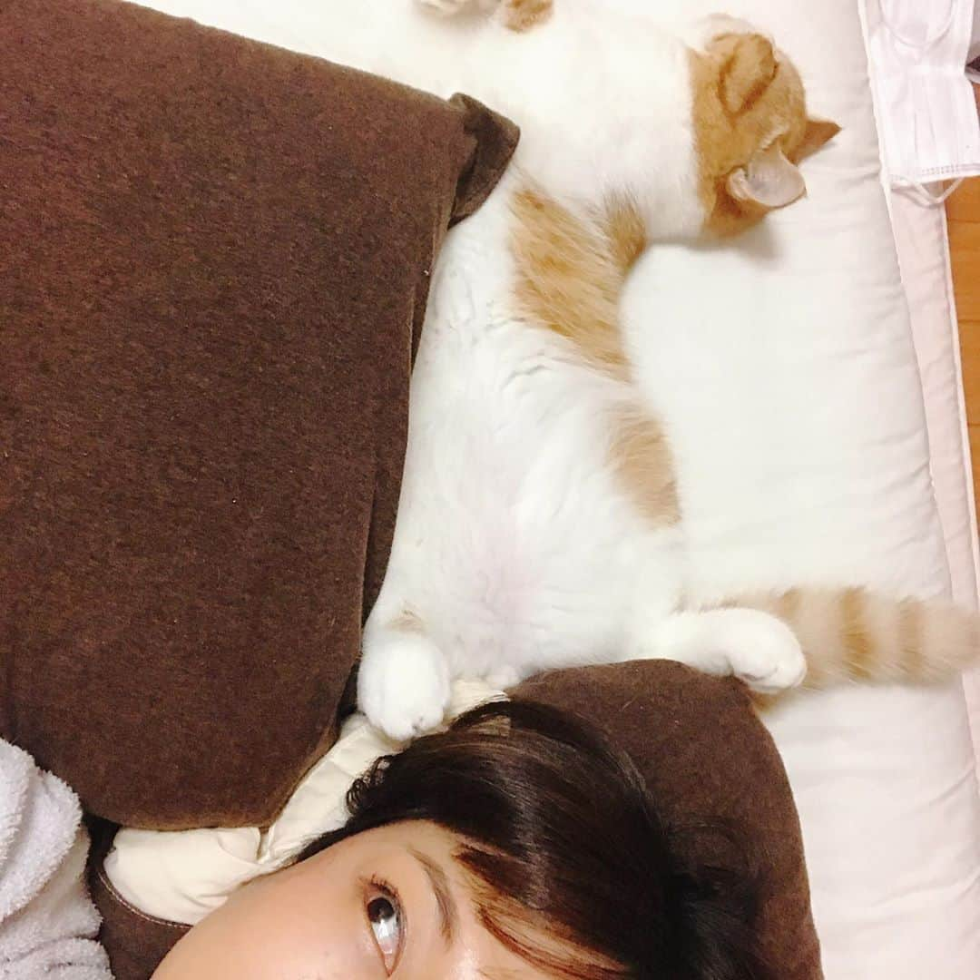 桜 稲垣早希さんのインスタグラム写真 - (桜 稲垣早希Instagram)「飼い主に思いっきり足を向けて寝る猫👻 #ほぼ踏んでる #お猫さま #エキゾチックショートヘア #へそてん #目覚めたらこの状態」11月5日 18時51分 - sakura_inagaki_saki