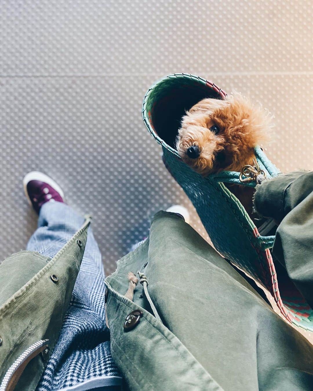 小塚源太のインスタグラム：「Good girl😻 もうすぐ8ヶ月 2.75キロ  #toypoodle #puppy」