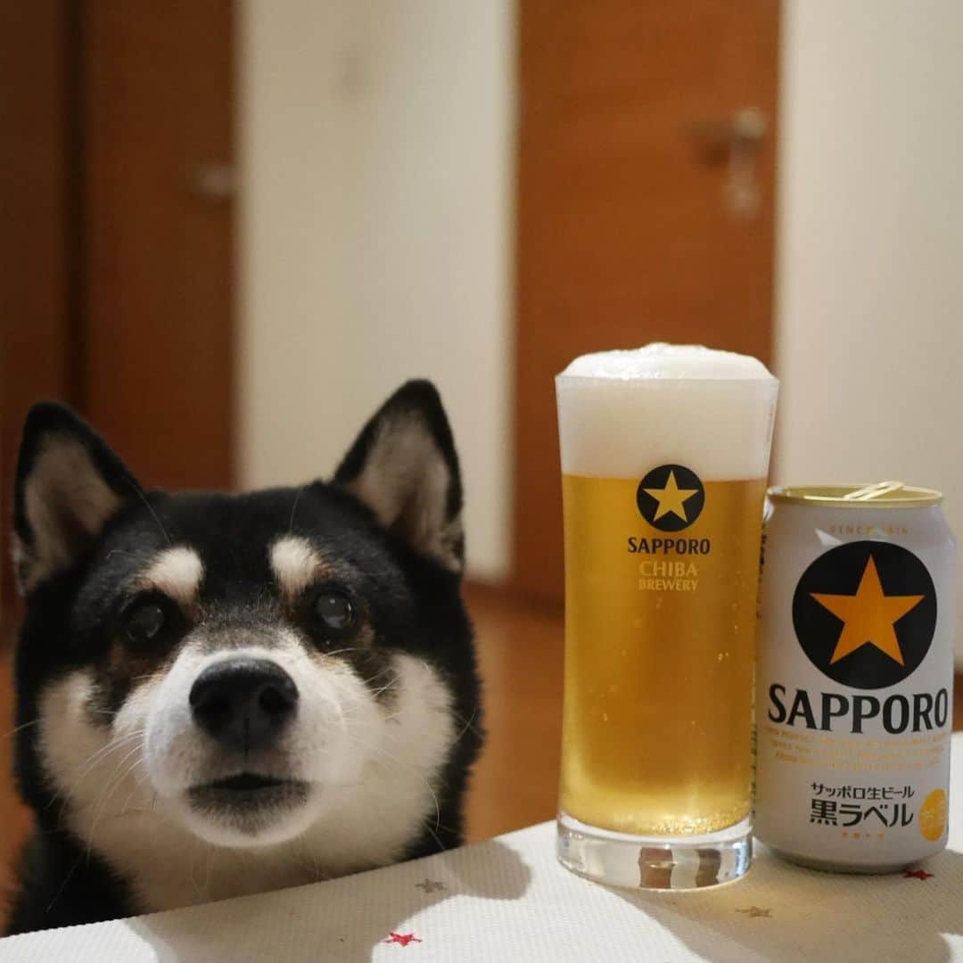 くろさんのインスタグラム写真 - (くろInstagram)「本日もお疲れちゃんでした🍺 #目線の先にはおやつ #お疲れちゃんビール #カメラ目線犬 #サッポロ黒ラベル #サッポロ生ビール黒ラベル #黒ラベル #サッポロビール #sapporobeer #lovebeer #⭐️SAPPORO #黒柴 #柴犬 #和犬 #日本犬 #晩酌犬 #座敷犬 #癒し犬 #犬のいる暮らし #犬のいる生活 #わんこと一緒 #わんこのいる暮らし #柴犬のいる暮らし #柴犬の癒し #柴犬と一緒 #わんこのいる生活 #ふわもこ部 #わんだフォ #わんだふるJapan」11月5日 19時17分 - m6bmw