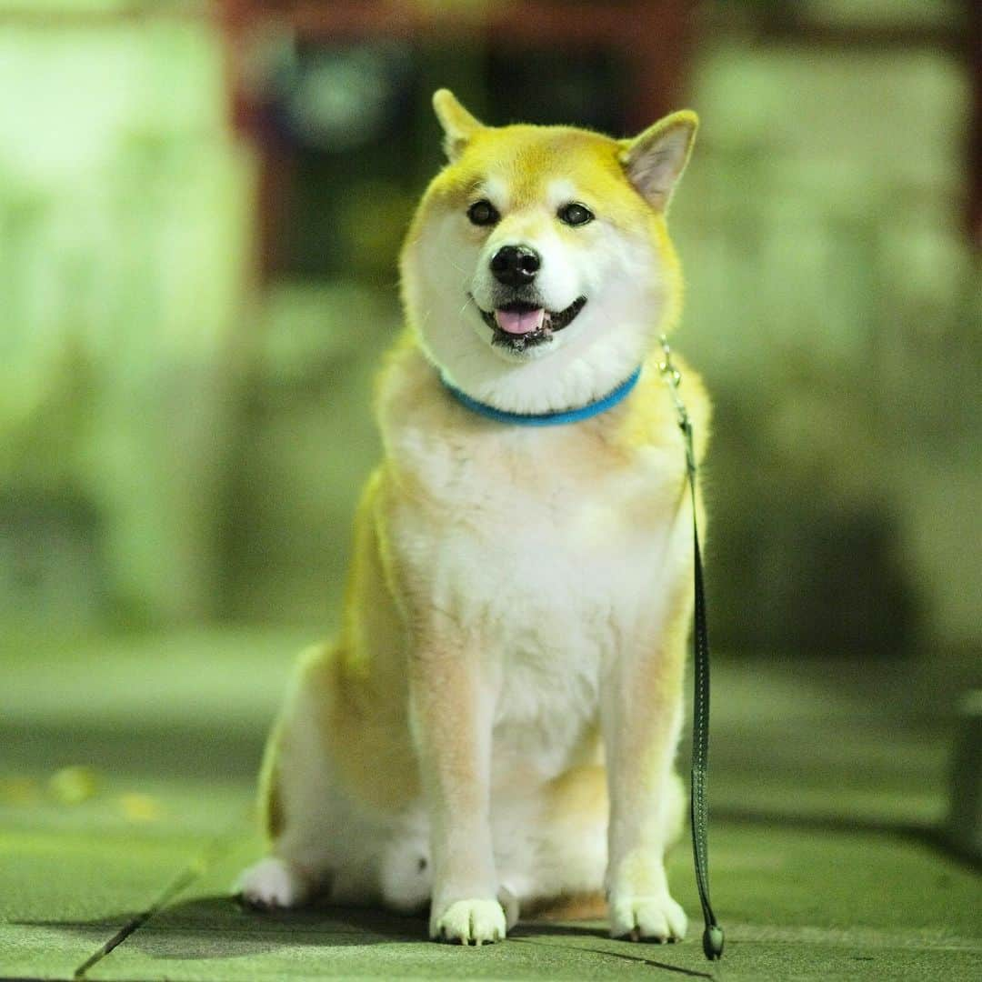 まる（まるたろう）さんのインスタグラム写真 - (まる（まるたろう）Instagram)「What a moon face!✨🐶🌝✨あれ？今日って満月だったけか？お供えしなきゃっ！ #じゃねーよ #犬だよ #柴犬だよ #日本を代表する勇猛果敢な犬種だっつーの #アポロ着陸してねーから #あと念のため言っとくけど #後頭部にウサギさんいないよ #この角度満月に見える」11月5日 19時24分 - marutaro