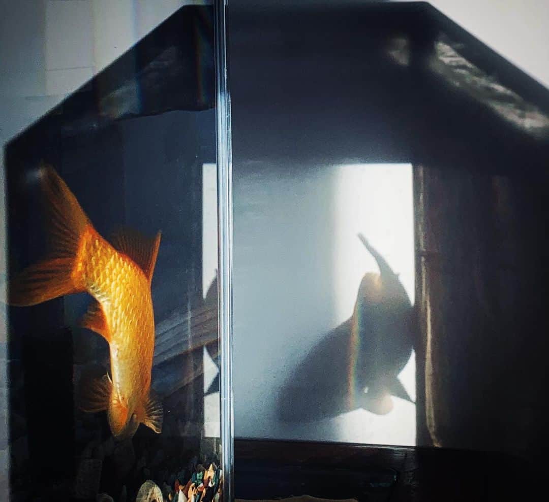 Chageさんのインスタグラム写真 - (ChageInstagram)「「金魚」  #chagekimi  #goldfish  #クリ部  #chappy」11月5日 19時41分 - chageshu06
