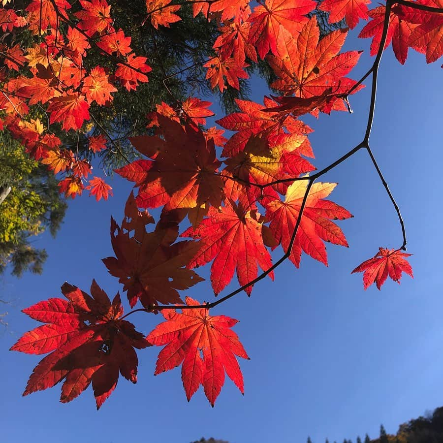 林藍菜のインスタグラム