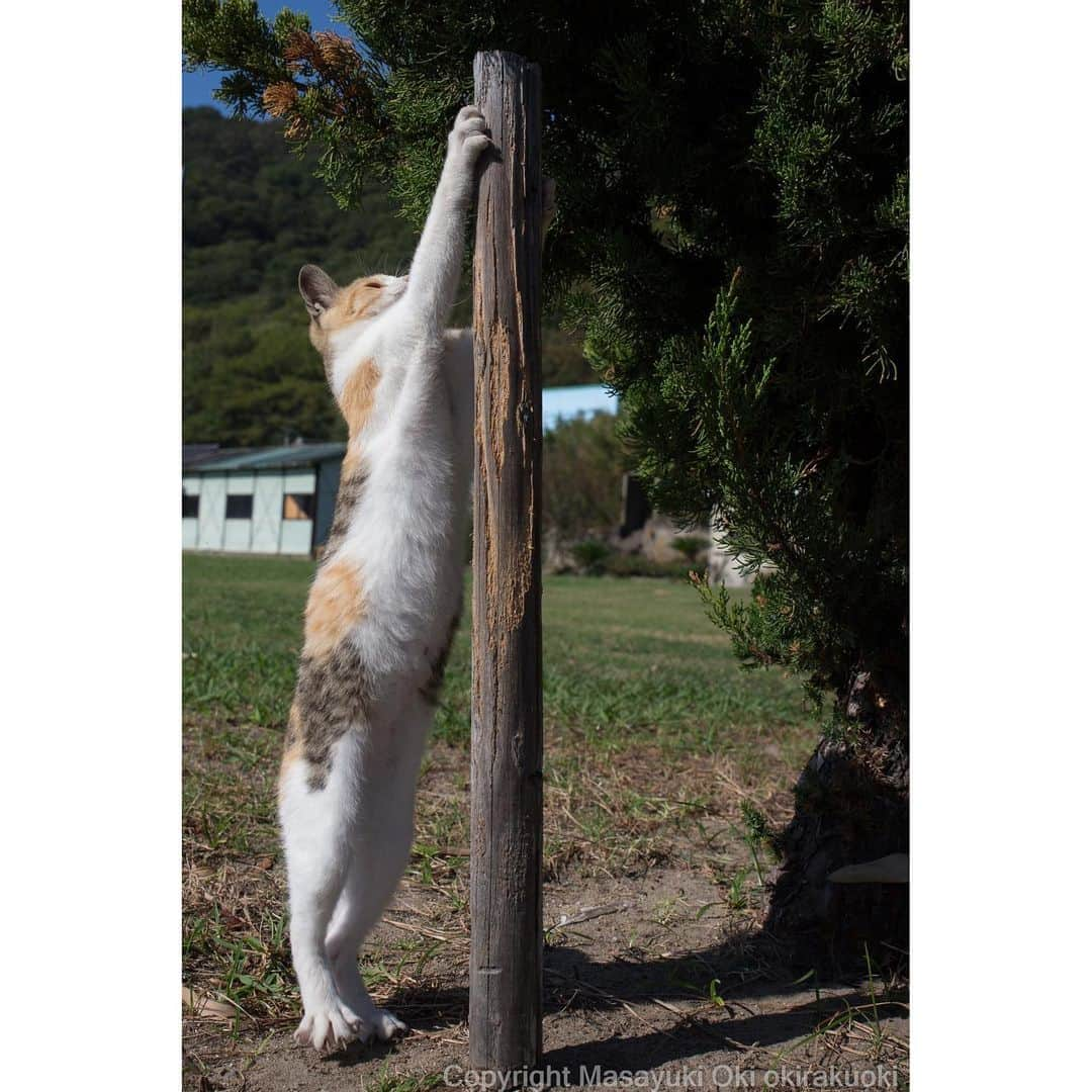 Masayukiさんのインスタグラム写真 - (MasayukiInstagram)「背伸び。  #cat #ねこ」11月5日 19時54分 - okirakuoki