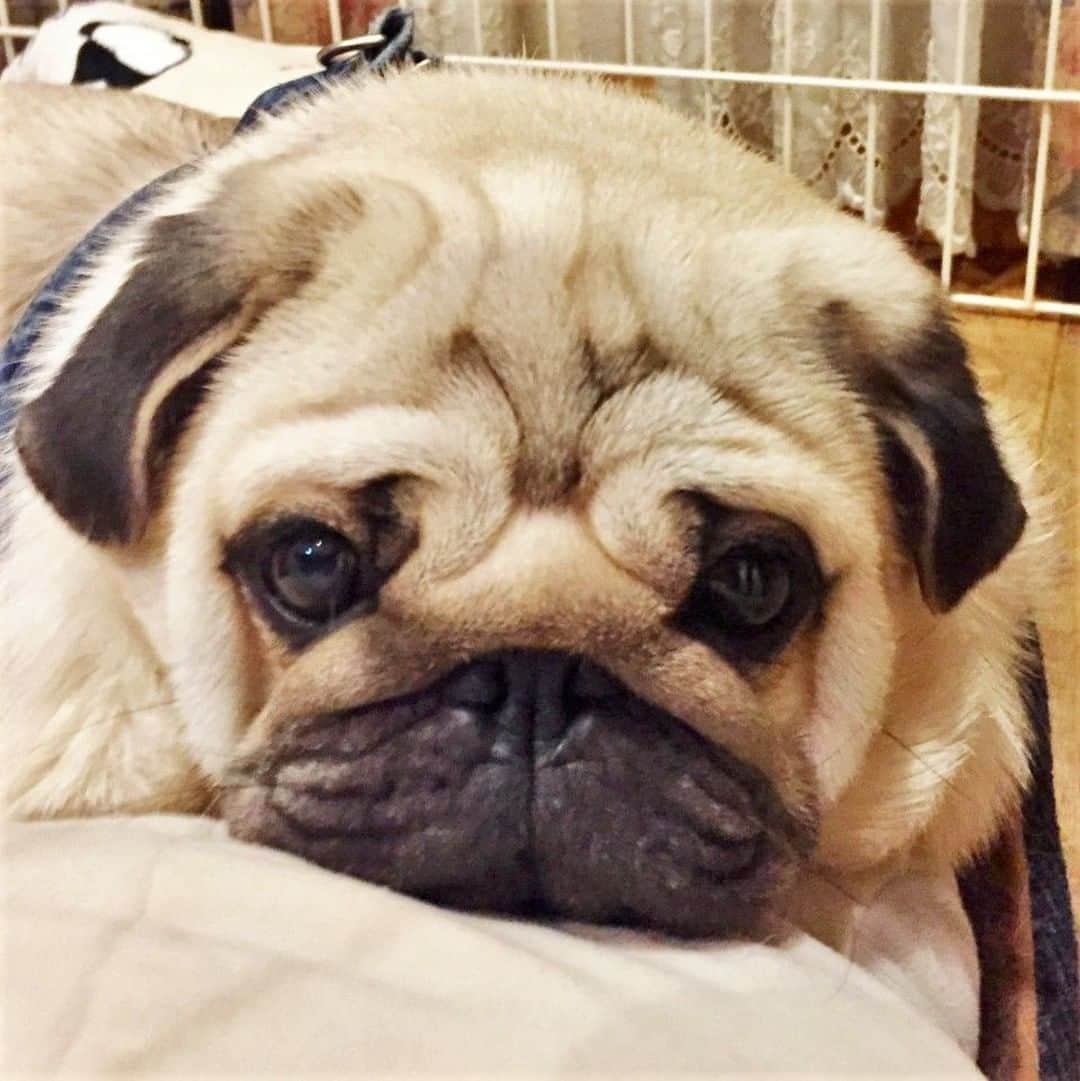 のインスタグラム：「日曜の犬種当てクイズ、写真の正解は「パグ」でした🐾⠀ たくさんのコメントありがとうございました✨⠀ ⠀ 『はじめて知ったよ』というお声もいただきましたが、一説ではラテン語の「パグナス（握り拳）」という言葉が由来であると言われています💡⠀ ⠀ ⠀ たしかに、まあるい頭が握り拳みたいですよね！⠀ 他にも名前の由来は諸説ある犬種で、わんちゃんの歴史を想像すると興味深いですよね✨⠀ ⠀ ⠀ ⠀ パグがだいすき！な方もそうでない方もいいねをお願いします♪⠀ ⠀ ⠀ #pug #pagsofinstagram #paglovers #instadog #dog #dogstagram #doglover #pet #instapet #dogquestion #パグ #パグスタグラム #鼻ぺちゃ部 #ブヒ #いぬ #わんこ #犬のいる生活 #いぬすたぐらむ #犬バカ部 #いぬばか #いぬら部 #いぬ部 #いぬのいる生活 #ドッグホスティング #ドッグホスト #doghuggy #ドッグハギー #おうちでお預かり」