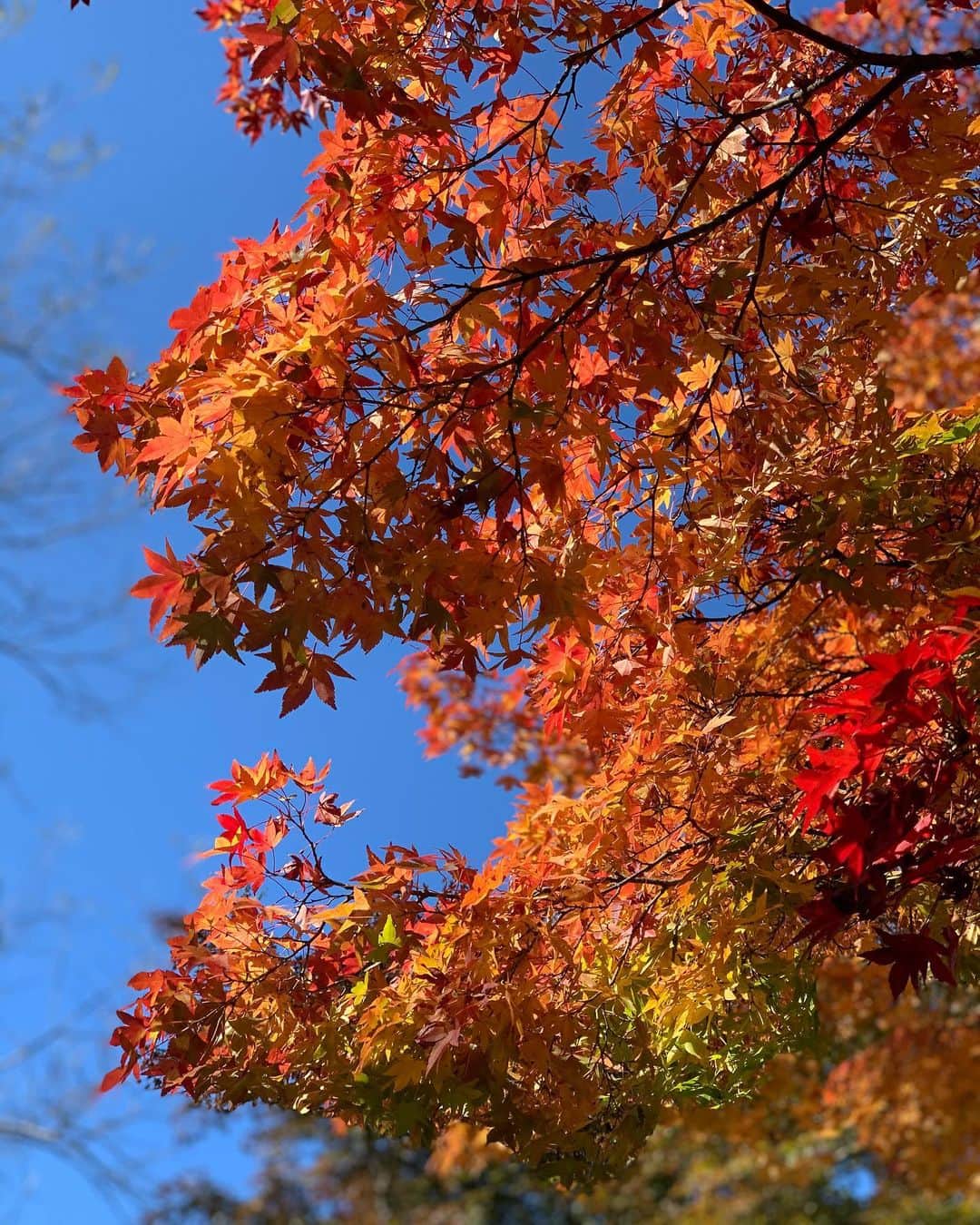 DJ Cellyさんのインスタグラム写真 - (DJ CellyInstagram)「紅葉🍁. . 今日行ってきたんだけど、 今年は紅葉するのが遅いみたいで、まだ葉が緑色の所も多かったです🌿. でもグラデーションのようになっていて、一本の木だけでもとてもキレイ🥺. . 何より空気が良くて、軽井沢の駅を降りた瞬間から気持ちが良くて最高でした🍂. . #旅行　#軽井沢　#軽井沢旅行　#紅葉　#雲場池　#パワースポット  #秋 #紅葉巡り #紅葉狩り #小旅行 #karuizawa #Autumn #autumnleaves #autumnfashion #autumncolors #trip #japan #japan_daytime_view」11月5日 20時03分 - celly_cecilia
