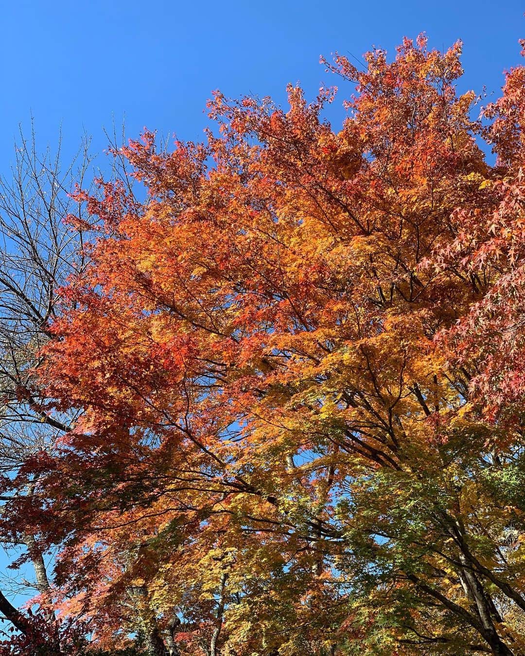 DJ Cellyさんのインスタグラム写真 - (DJ CellyInstagram)「紅葉🍁. . 今日行ってきたんだけど、 今年は紅葉するのが遅いみたいで、まだ葉が緑色の所も多かったです🌿. でもグラデーションのようになっていて、一本の木だけでもとてもキレイ🥺. . 何より空気が良くて、軽井沢の駅を降りた瞬間から気持ちが良くて最高でした🍂. . #旅行　#軽井沢　#軽井沢旅行　#紅葉　#雲場池　#パワースポット  #秋 #紅葉巡り #紅葉狩り #小旅行 #karuizawa #Autumn #autumnleaves #autumnfashion #autumncolors #trip #japan #japan_daytime_view」11月5日 20時03分 - celly_cecilia