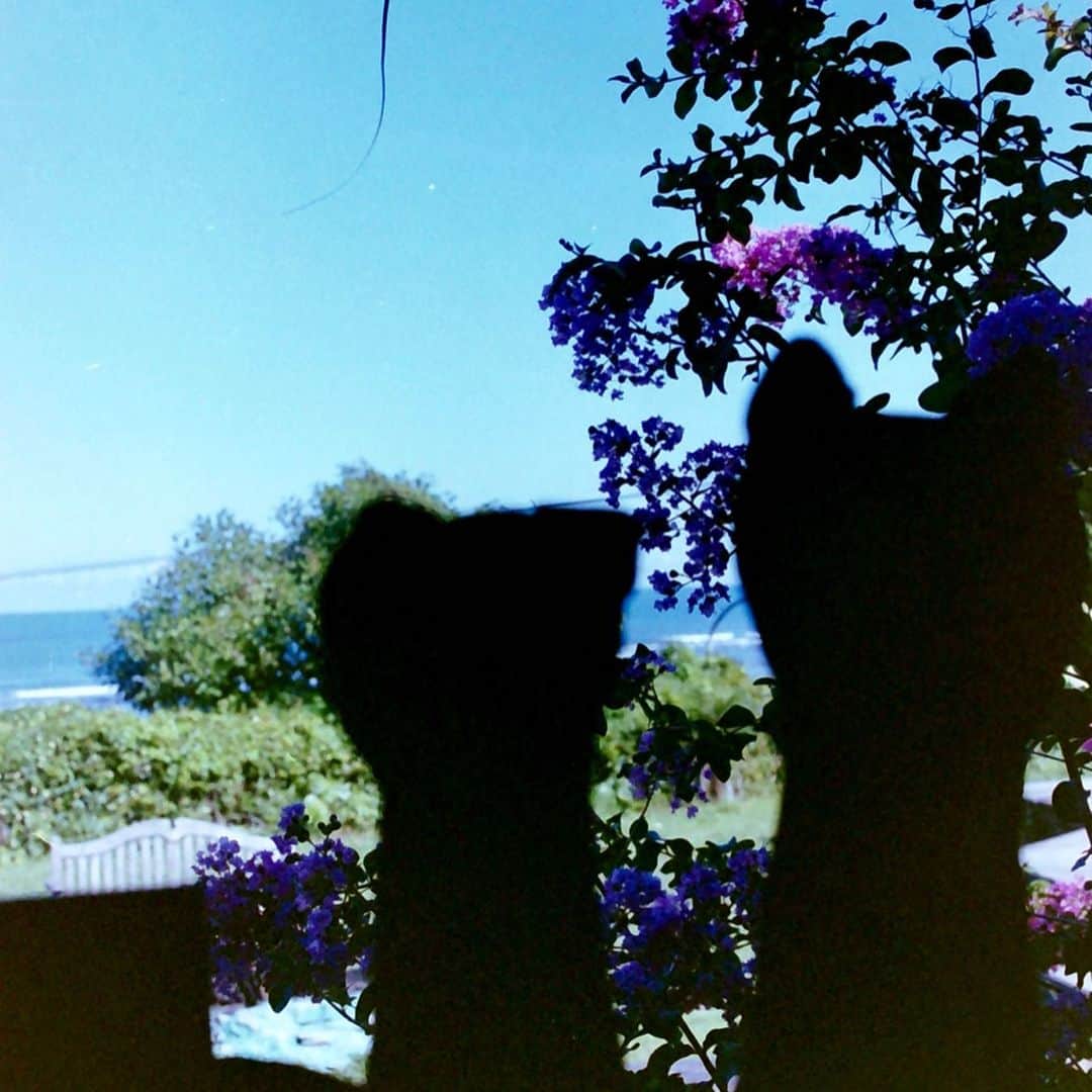 ニッキ・バン ダイクさんのインスタグラム写真 - (ニッキ・バン ダイクInstagram)「🇯🇵❤️Japan film ❤️🇯🇵」11月6日 5時28分 - nikkivandijk