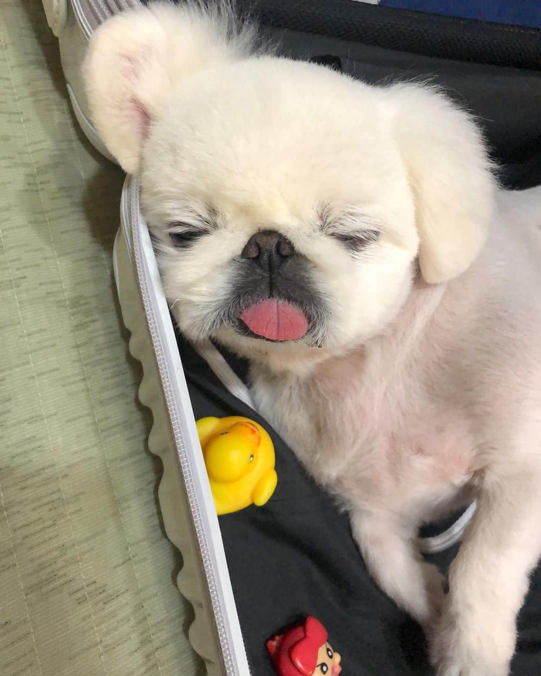 こなつのインスタグラム：「おやすみにーず꒰˘̩̩̩⌣˘̩̩̩๑꒱ ♡」