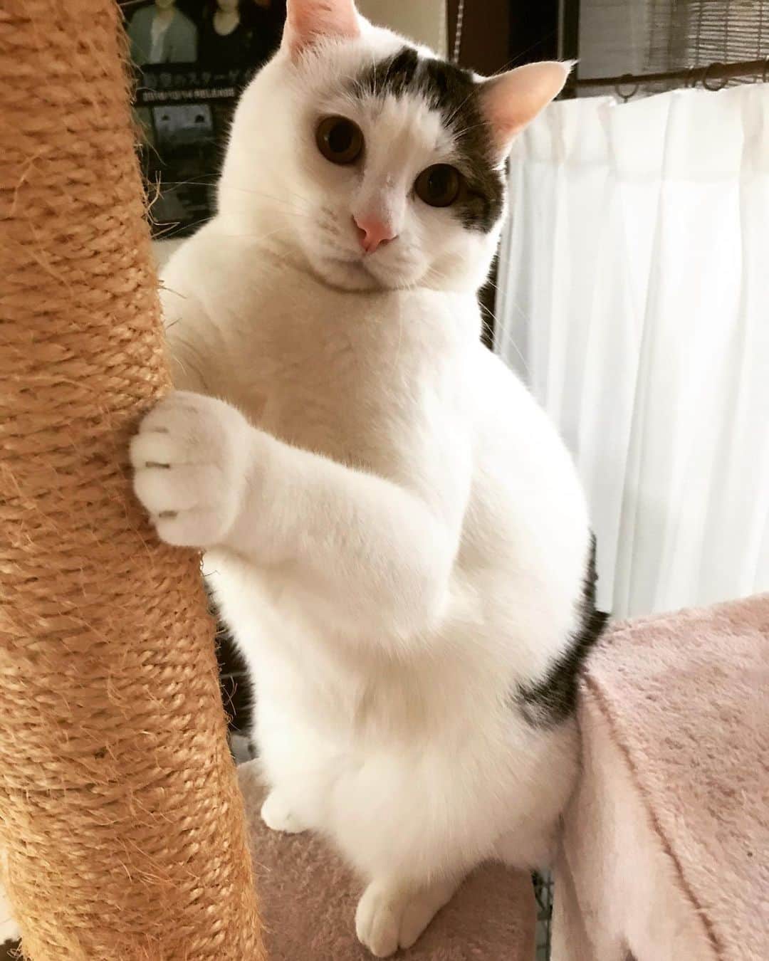 ペギのインスタグラム：「実家系ねこ #まめ #立ち上がったカンガルーみたい #実家の甘い蜜 #怖い物に立ち向かう男気強め #たまたま無し #無傷で抱っこ出来たら100万円 #無臭系ねこ #また会えるよね」