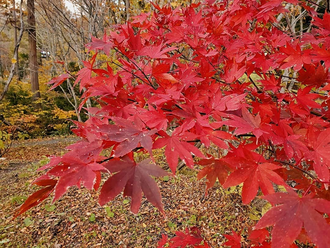 保坂玲奈さんのインスタグラム写真 - (保坂玲奈Instagram)「A O M O R I🍁 . 東京は目まぐるしく変わっていくけど ここには変わらない景色があって 20年後もこの美しい自然を大切な人と 変わらないねって言いながら見に来れたらいいね︎☺︎ #受け売り . . 全てが全て美しすぎて 写真が選べないよ、、、 でも1番大切なのはその場の土や草の匂いを嗅いで、 枯葉を踏む感触、音を感じて、 自分の目で見る事🥰 . . . #まるごと青森 #青森観光 #青森 #aomori #renaotravel #renaotravel_aomori #蔦沼 #蔦沼紅葉 #紅葉 #秋」11月5日 23時30分 - __renao_0707