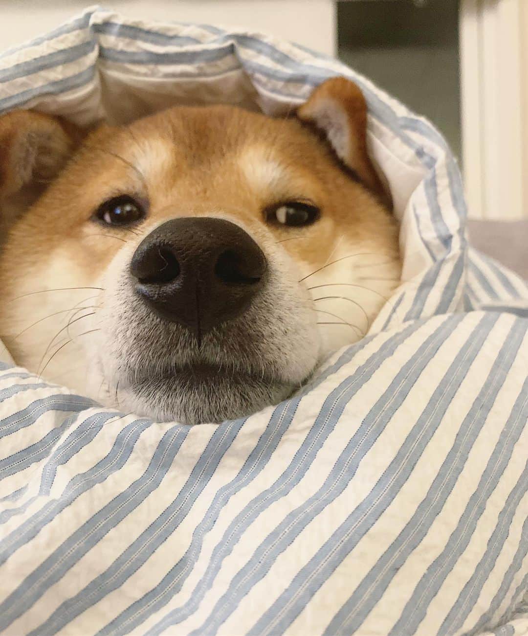 ?Fricko the Shiba Inu?のインスタグラム：「Winter is finally here, keep warm hoomans😘 🐾 🐾 🐾 #Fricko #🐶 #☀️ #shiba #shibainu #dog #柴犬 #赤柴  #adorable #shibalovers #shibaholics  #dogoftheday  #weeklyfluff #aww #dogstagram  #dogscorner #puppiesofinstagram #shibapuppy」