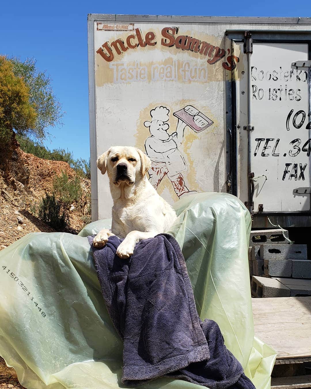 ペイジー・クラッセンのインスタグラム：「Suzie guards her domain, the famed mountain oven and source of South Africa's most delicious ciabattas.」