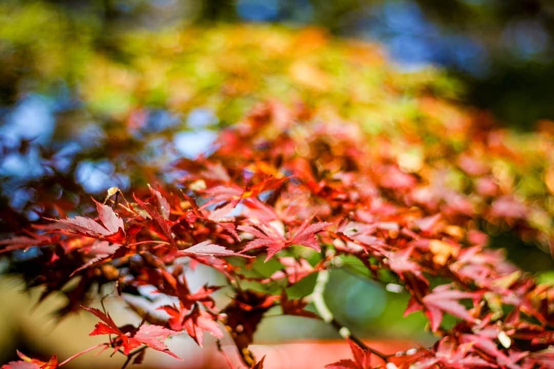 斧口智彦さんのインスタグラム写真 - (斧口智彦Instagram)「いい紅葉を狩ってきました。 ここまではさすがにスマホのアルゴリズムじゃぼかせないでしょ。  #写真好きな人と繋がりたい  #被写界深度 #紅葉 #風景」11月6日 0時45分 - axecom