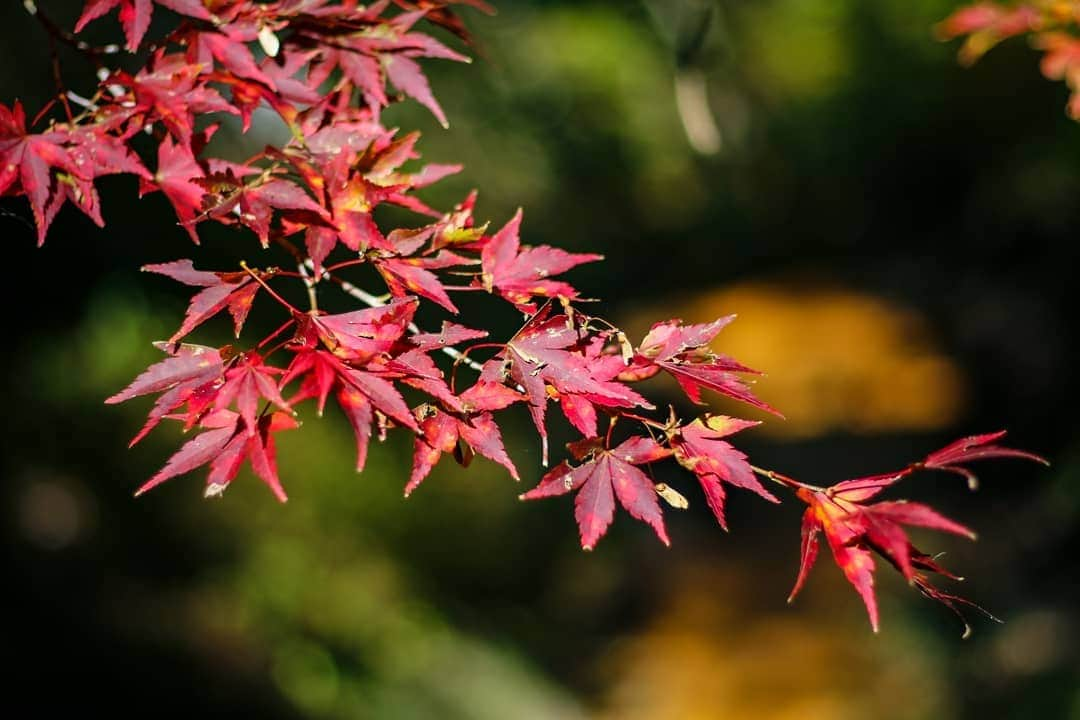 斧口智彦さんのインスタグラム写真 - (斧口智彦Instagram)「いい紅葉を狩ってきました。 ここまではさすがにスマホのアルゴリズムじゃぼかせないでしょ。  #写真好きな人と繋がりたい  #被写界深度 #紅葉 #風景」11月6日 0時45分 - axecom