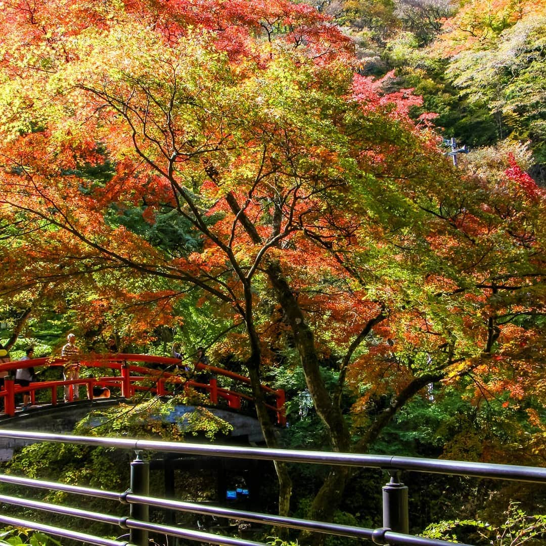 斧口智彦さんのインスタグラム写真 - (斧口智彦Instagram)「いい紅葉を狩ってきました。 ここまではさすがにスマホのアルゴリズムじゃぼかせないでしょ。  #写真好きな人と繋がりたい  #被写界深度 #紅葉 #風景」11月6日 0時45分 - axecom