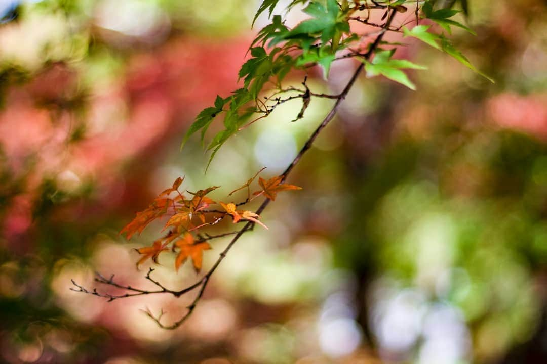 斧口智彦のインスタグラム：「いい紅葉を狩ってきました。 ここまではさすがにスマホのアルゴリズムじゃぼかせないでしょ。  #写真好きな人と繋がりたい  #被写界深度 #紅葉 #風景」