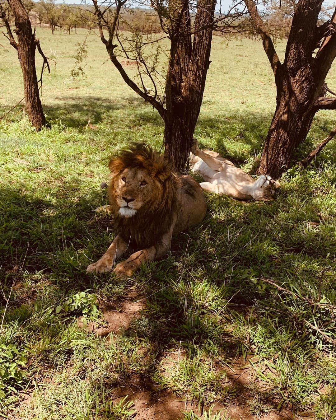 リュカ・プイユさんのインスタグラム写真 - (リュカ・プイユInstagram)「Tanzania 🇹🇿 🦓🦒🐘🐆🦁🐵🐃🦛🦏 Amazing first 2 days in Serengeti National Park 😍 @clemencebdlf」11月6日 1時20分 - lucaspouille