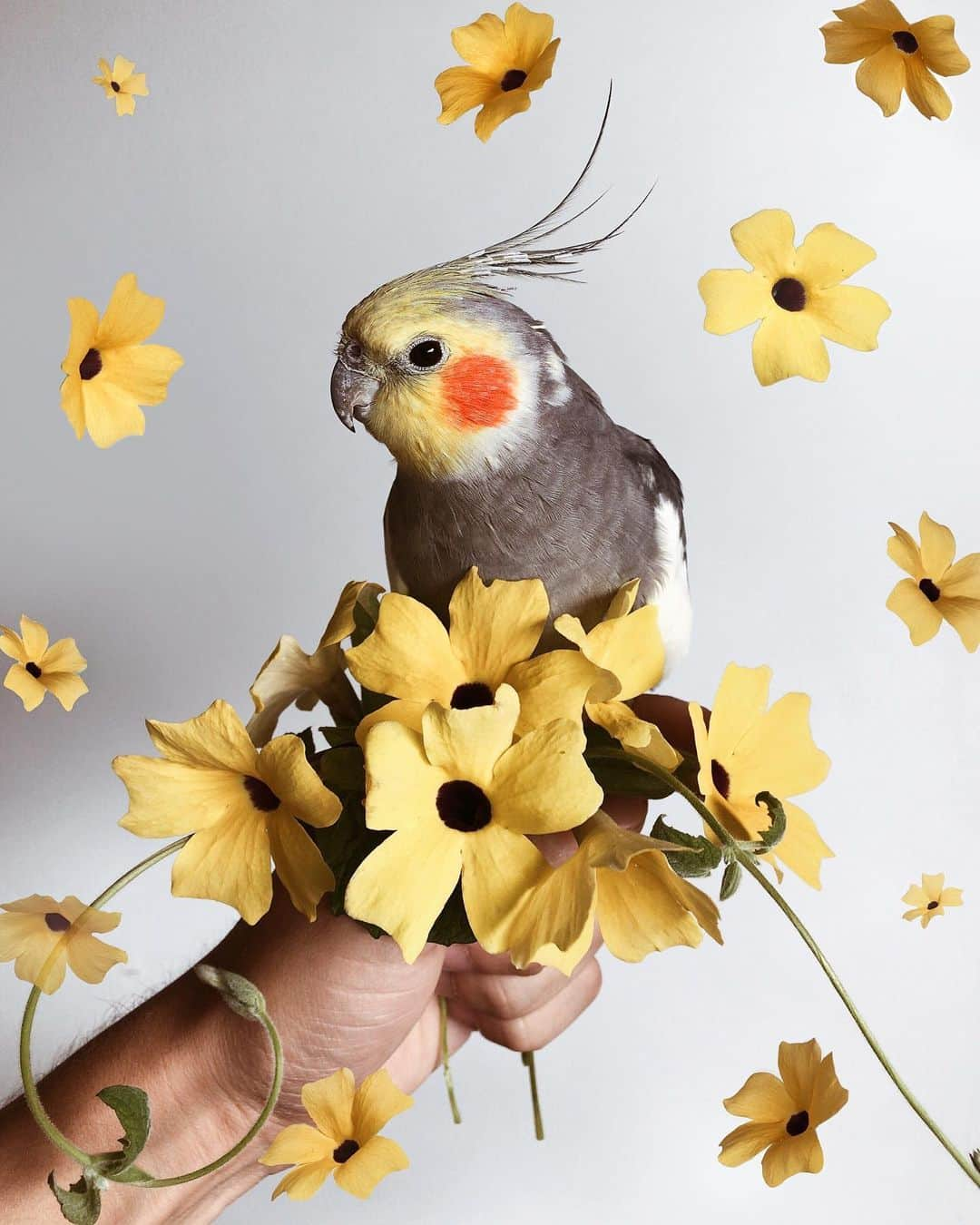 Jackさんのインスタグラム写真 - (JackInstagram)「I love yellow flowers 🌼」11月6日 4時22分 - jackthecockatiel