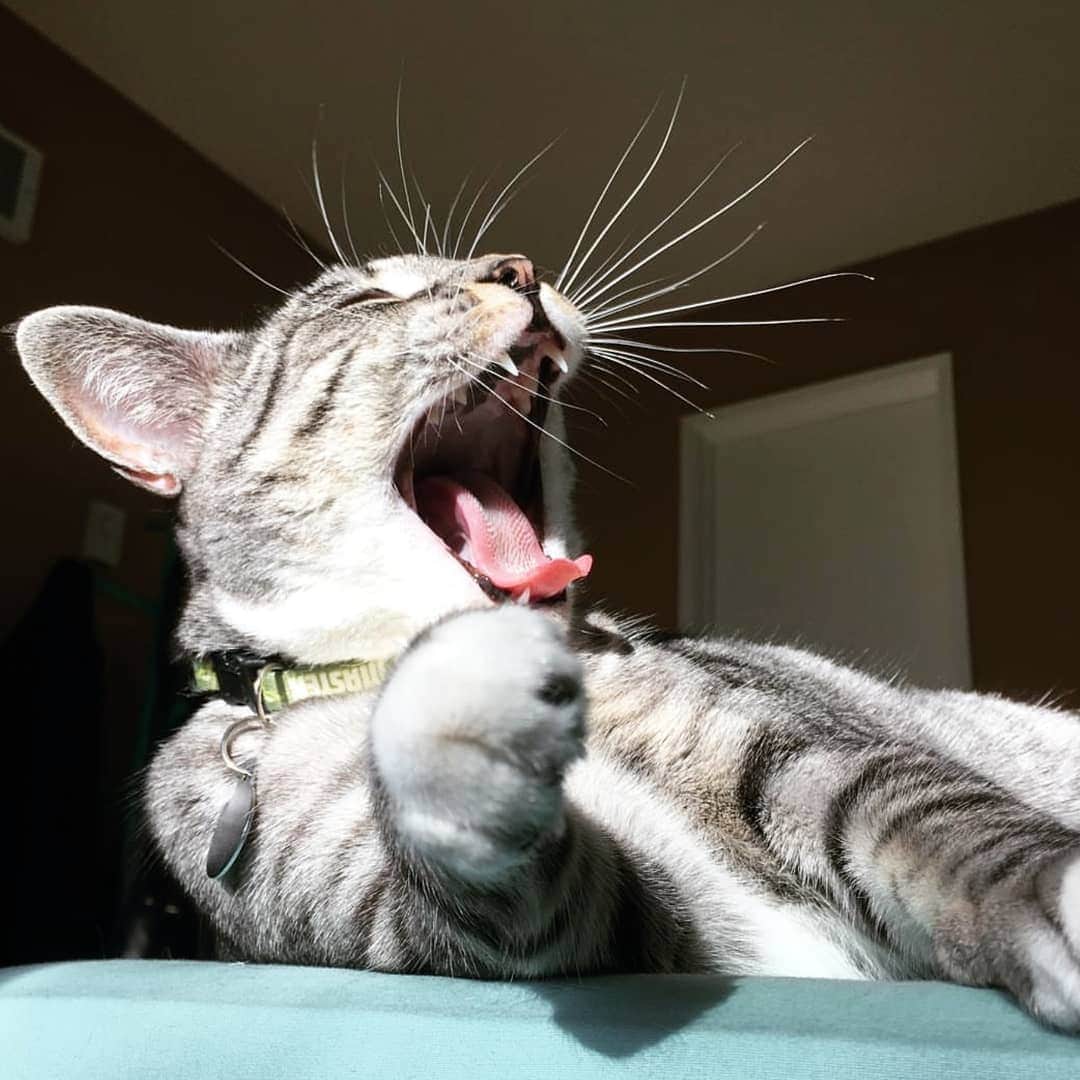 CatStockerのインスタグラム：「Hello! #catstocker is here!  Follow our FURRriend @cadnpen  Scroll right for more pictures 👉 . . . . . . #cat #neko #mačka #chat #kočka #котка #kotek #kot #кіт #mače #кошка #кот #katze #gato #gatto  #子猫 #kattunge #猫 #고양이 #貓 #kedi #köttur #kissanpentu #חתול #кішка #子猫 #고양이새끼 #kitty #cats」