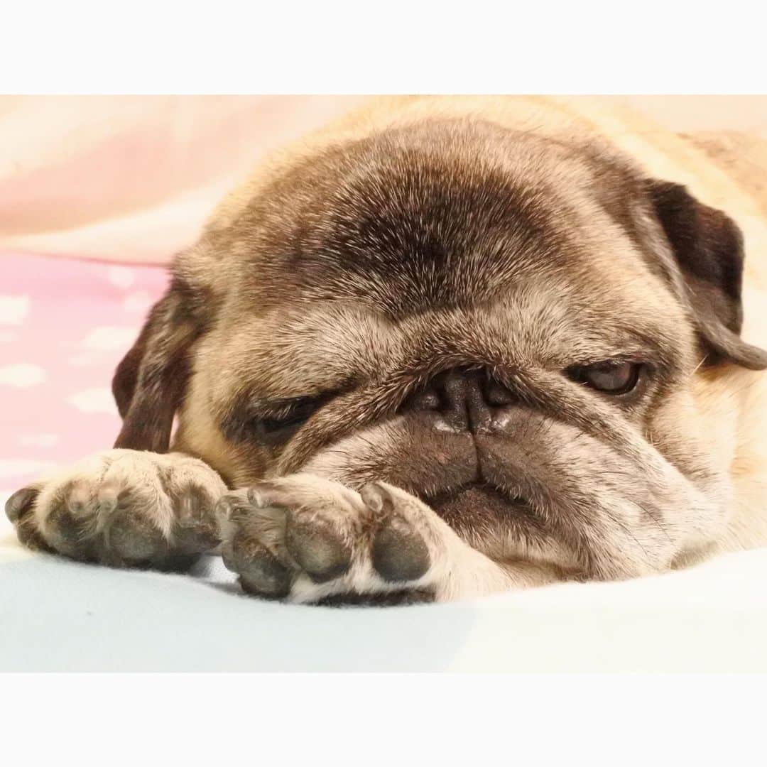八兵衛のインスタグラム：「Hachibei😪 * * もう年末のシフトの 話をされた。 年末か、早いね😵 * * #年賀状やめたいw  #ほぼ黒パグ #おじいちゃん犬 #pug #puggy #puglife #puglove #petstagram #pugstagram #pugsofinstagram #pugs #dog #ふわもこ部  @igersjp #IGersJP #east_dog_japan #pecoイヌ部 #八兵衛 #はちべえ #朝ワンコ夕ニャンコ」