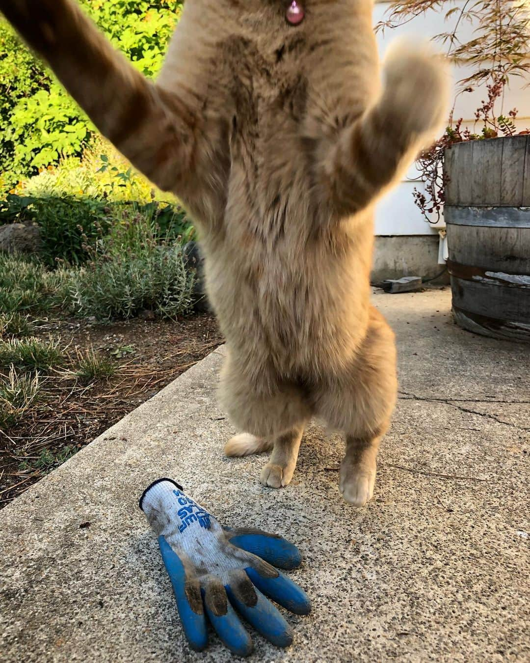 Snorri Sturlusonさんのインスタグラム写真 - (Snorri SturlusonInstagram)「Summer outtake #snorrithecat #catburglar #kittyklepto #kleptokitty」11月6日 15時01分 - snorrithecat