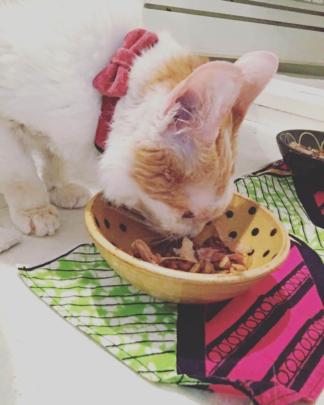 のインスタグラム：「かりかりの盗み食いはいつも大好きなアブちゃんのお皿から♡  イオちゃん、ボクのごはん美味しかった？  とっても❣️ ふ〜ごちそうさまー。ぺろぺろ  うさぎレベルの耳の立ち方なぞ、なかなかなものですね。プチ胆汁吐き発見ながらも、ぴかぴかの💩は毎日ピガ兄サイズだし、グルーミングの範囲も少しずつではあるけれど広がっている。  Go❣️Go❣️イオちゃん  #猫沢組　#猫沢イオ　#ユピ坊」