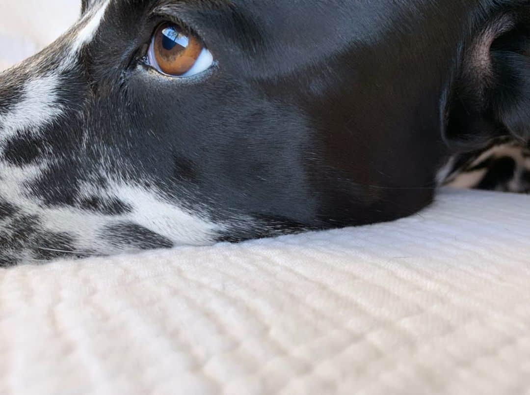 千壽公久さんのインスタグラム写真 - (千壽公久Instagram)「警察犬の訓練士さんにパトの目はブラウンなので穏やかだと言われた事がある。毎朝パトの目をじっと見てしまう。」11月6日 7時57分 - kimihisa_senju