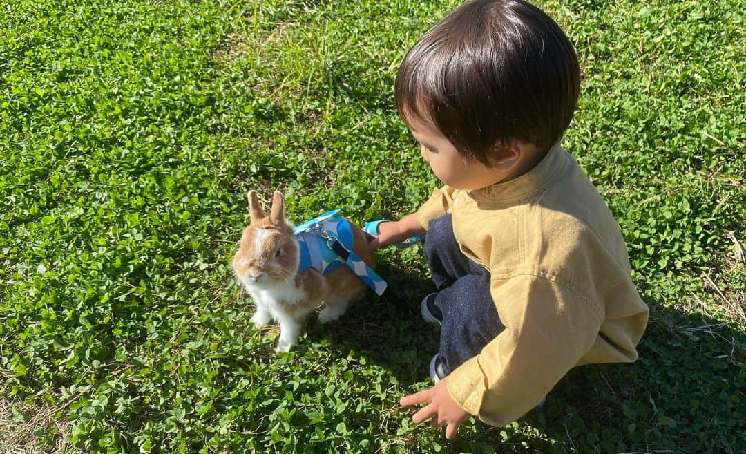 BUNNY?TUNA? さんのインスタグラム写真 - (BUNNY?TUNA? Instagram)「2019/11/6🐰🐰🐰🐰🐰🐰🐰 #ブロークンネザー会 に久しぶりに参加させていただきました〜😚✨ ウチは子連れで家族で参加ですがもう本当皆様優しい方たちばかりで🙇🏻‍♂️💦 何も準備してなかったですけど色々お借りして写真を撮ってきました😚🐰 美味しいご飯を食べたあと散歩へ〜✨ ツナはお年頃なのか😅あまりみんなに近付けられなかったので、いつか落ち着く日を楽しみにしています🤣 最近インスタあまり更新できていなかったですが、声をかけてもらえてありがたいです🙇🏻‍♂️💦 皆さまありがとうございました〜😊 . #レジェンドと#ツナは元気すぎ #ネザーランドドワーフ#ツナ#TUNA#うさぎ#ふわもこ部#うさぎ部#うさぎのしっぽ#ペット#netherlanddwarf#bunnystagram#rabbit#lapin#cutebunny#bunnylove#bunnies#pet#petgram#rabbitstagram#japan#kawaii#weeklyfluff#cutepetclub#instapets#instabunnies#animallovers @junkuwana55」11月6日 8時00分 - bunny_tuna