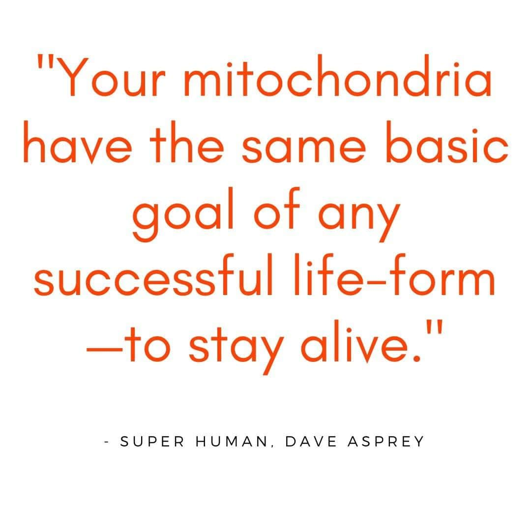 デイヴ・アスプリーさんのインスタグラム写真 - (デイヴ・アスプリーInstagram)「The #human body has at least a quadrillion #mitochondria, the power plants of our functionality, scurrying around inside it, each one of them running a program that says, “Don’t die.” Is it any wonder, then, that you don’t want to die? Those ancient bacteria drive you to focus on behaviors that will keep your meat alive and able to reproduce. #SuperHuman ⁠ -⁠ -⁠ -⁠ -⁠ -⁠ -⁠ #NYTimesBestSeller #Books #Book #write #author  #bookstagram #reading #bookworm #booklover #booknerd  #reader #love #bookish #inspiration #writersofinstagram #instagood」11月6日 9時05分 - dave.asprey