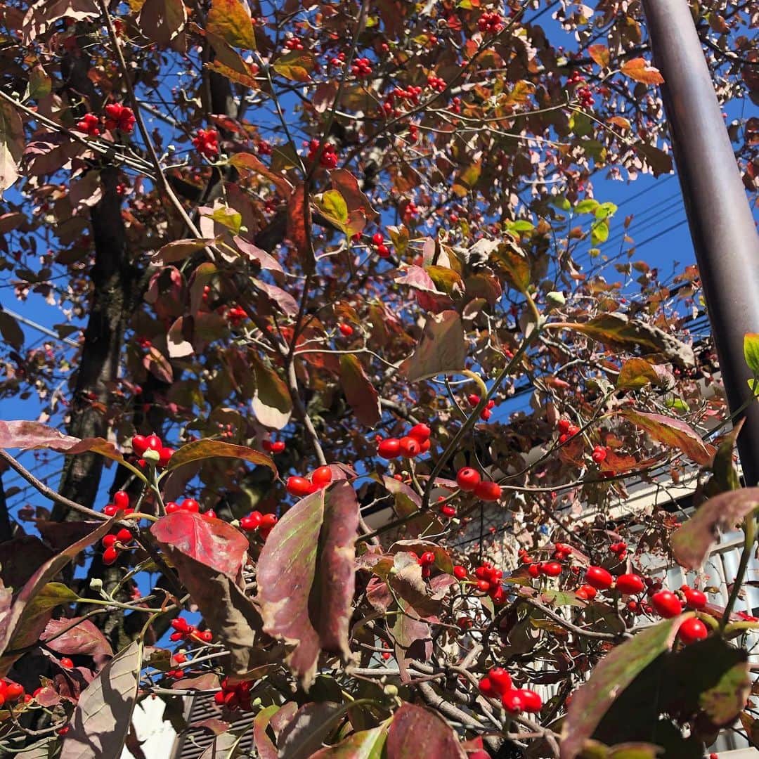 Kensho Onukiさんのインスタグラム写真 - (Kensho OnukiInstagram)「秋晴れ😊真っ青な空をバックにハナミズキ。春に白やピンクのかわいい花咲かせ秋にはこうして真っ赤な小さい実をつける。気持ちが和みます。#大貫憲章花巡り#リハビリ帰り #自然のアート #季節は巡るよ」11月6日 9時28分 - kensho_onuki