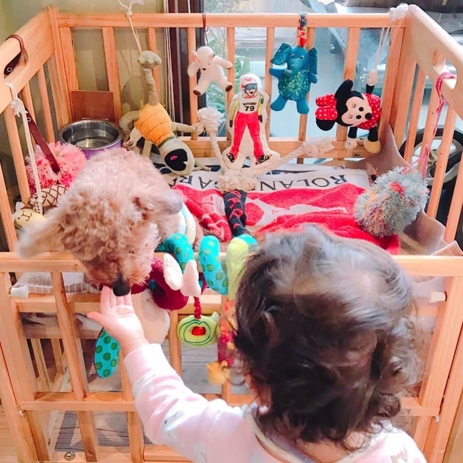 森泉さんのインスタグラム写真 - (森泉Instagram)「Mowgli’s house is full with toys🧸」11月6日 10時11分 - izumi.mori
