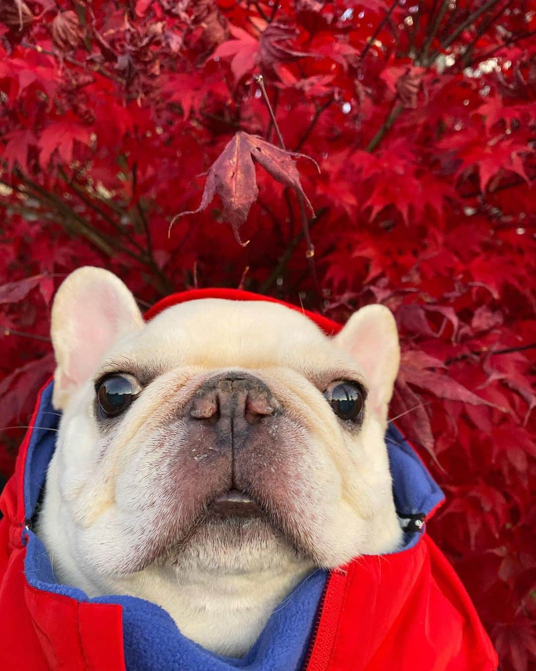 Sir Charles Barkleyさんのインスタグラム写真 - (Sir Charles BarkleyInstagram)「Obligatory fall selfie. #matchesmyjacket」11月6日 10時21分 - barkleysircharles