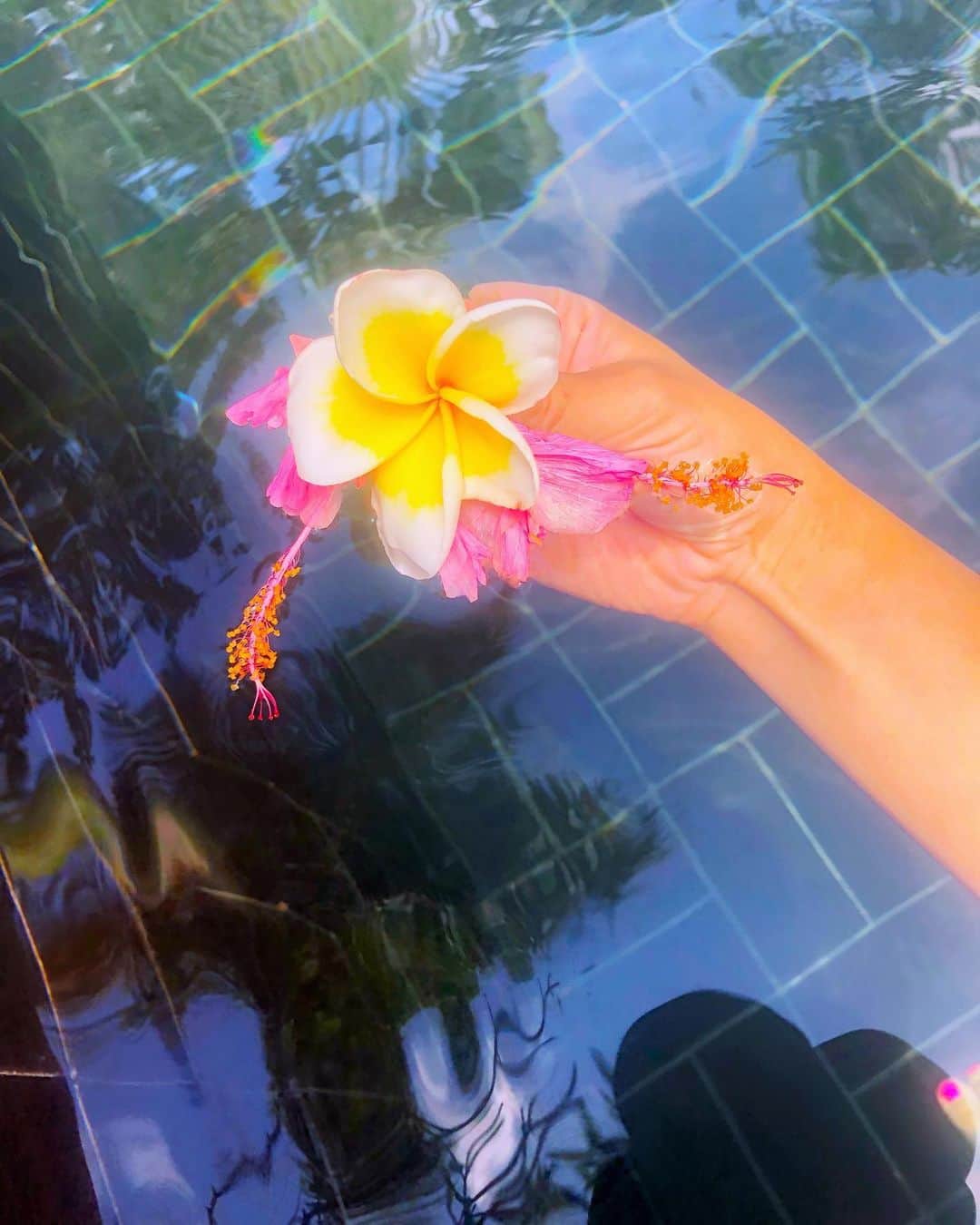miniのインスタグラム：「🌺 #BALI #trip #balitrip #pool #seminyak #rumah23 #rumah23villa #hibiscus」