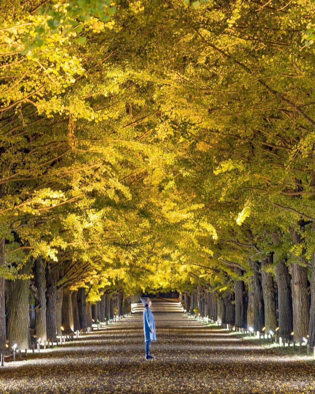 詩歩さんのインスタグラム写真 - (詩歩Instagram)「🍁﻿ ﻿ イチョウ並木のライトアップ✨﻿ Beautifully illuminated golden yellow ginkgo trees in Tokyo.﻿ ﻿ 東京は立川市にある #昭和記念公園 のイチョウ並木のライトアップ。﻿ ﻿ 今年から始まった、新しいイベントです！﻿ ﻿ 300mの並木にある約100本のイチョウが明るく照らされます😊﻿ ﻿ イチョウの黄葉の見頃はもう少し先ですが、ライトアップは長い期間楽しめますよ📸﻿ ﻿ ﻿ 今年のライトアップ期間は11/2〜11/24まで。﻿ ぜひお出かけください🚃💨﻿ ﻿ ﻿ @showakinenpark ﻿ ﻿ 📸28th Oct 2019 (プレス公開日)﻿ 📍国営昭和記念公園／東京都﻿ 📍Showa memorial park／Tokyo﻿ ﻿ ©︎Shiho/詩歩﻿ ﻿」11月6日 10時40分 - shiho_zekkei