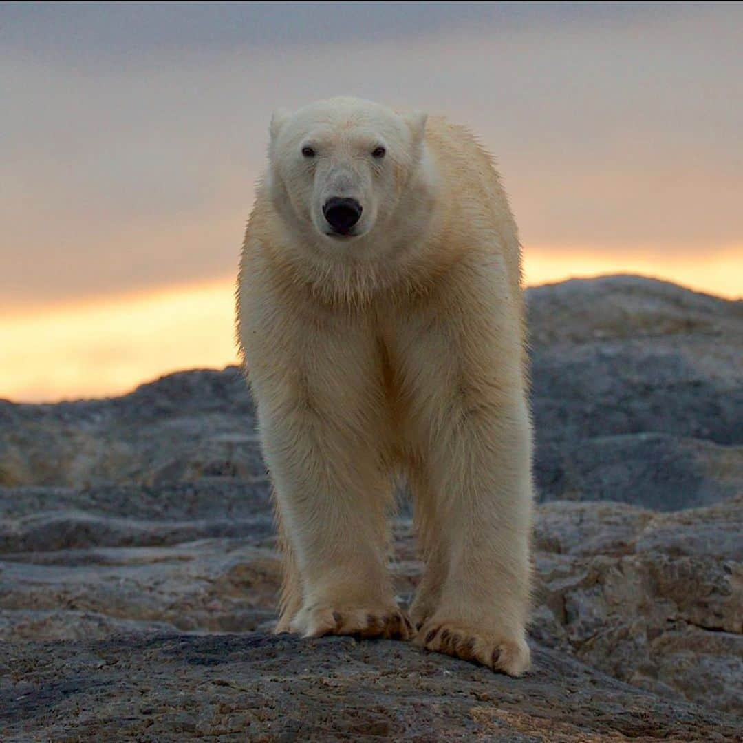 Polar Bearsさんのインスタグラム写真 - (Polar BearsInstagram)「Comment one word that describes a polar bear. Think deep! It’s Day 3 of #polarbearweek  Breath-taking shot by @gregpiperarts taken in Svalbard.」11月6日 11時57分 - polar.bears