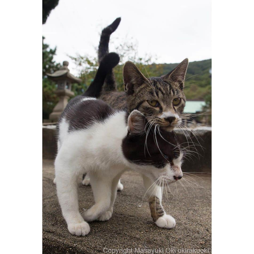 Masayukiさんのインスタグラム写真 - (MasayukiInstagram)「なかよし。  #cat #ねこ」11月6日 12時49分 - okirakuoki