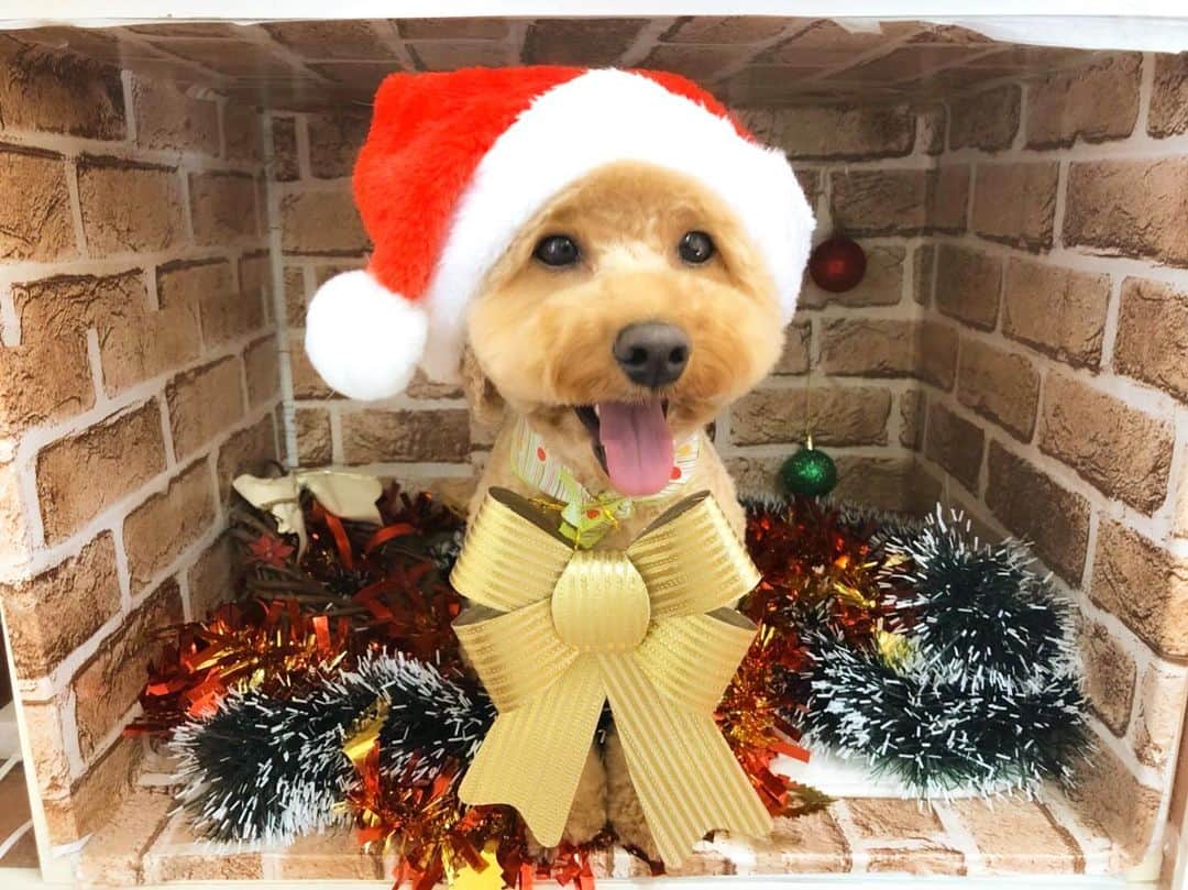 中尾みほさんのインスタグラム写真 - (中尾みほInstagram)「・ 🎀christmas🎅 ・ こっちゃん🐶トリミングday💖 ・ #トイプードル#トイプ#トリミング#クリスマス #dog#pet #dogstagram #dogsofinstagram」11月6日 13時04分 - mihochan18