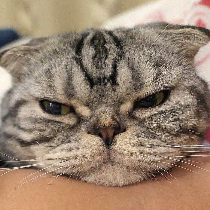 Shishi-maruのインスタグラム：「🐱ねこのきもちWEBMAGAZINE にて、猫エッセイが更新されました。今回は「猫とのふれあいの季節」お話です🐈是非お楽しみ下さい。 【渋ネコししまるさん】#19 ｜ねこのきもちWEB MAGAZINE https://cat.benesse.ne.jp/lovecat/content/?id=46742 🐱My essay about Shishi-maru is serialized in a weekly magazine:) ーーーーーーーーーーーーー 🌺「渋ネコ ししまるさん」ねこのきもちWEB MAGAZINE にて毎週土曜日エッセイの連載中 ーーーーーーーーーーー 📕「ぷっちねこ。」「3匹のちいさな猫を召喚できたなら」「ちいさな猫を召喚できたなら」徳間書店より単行本発売中 ーーーーーーーーーーー ⭐︎ねこ漫画→@tacos_cat 🌺Twitter →@taco_emonemon ーーーーーーーーーーー」
