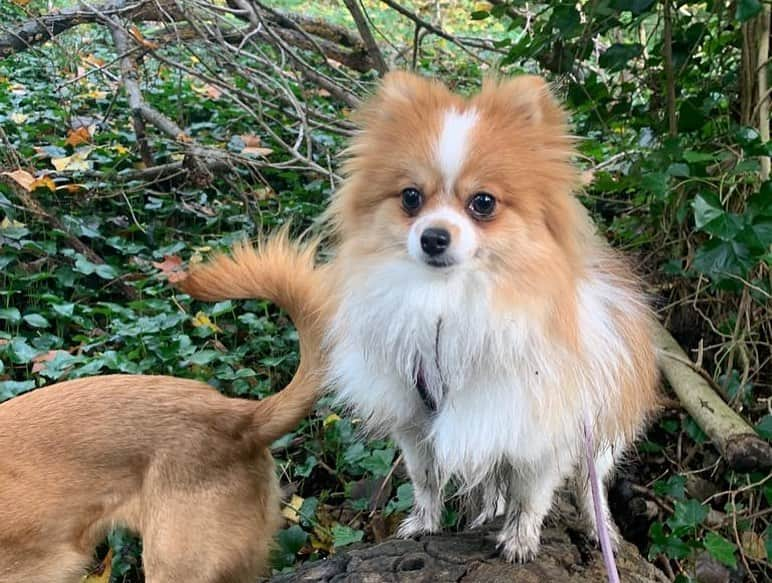 コートニー・ラブさんのインスタグラム写真 - (コートニー・ラブInstagram)「Bell on Hampstead Heath with @monster_and_company_ ❤️🐶❤️🐶❤️」11月7日 0時26分 - courtneylove