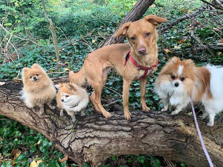 コートニー・ラブさんのインスタグラム写真 - (コートニー・ラブInstagram)「Bell on Hampstead Heath with @monster_and_company_ ❤️🐶❤️🐶❤️」11月7日 0時26分 - courtneylove