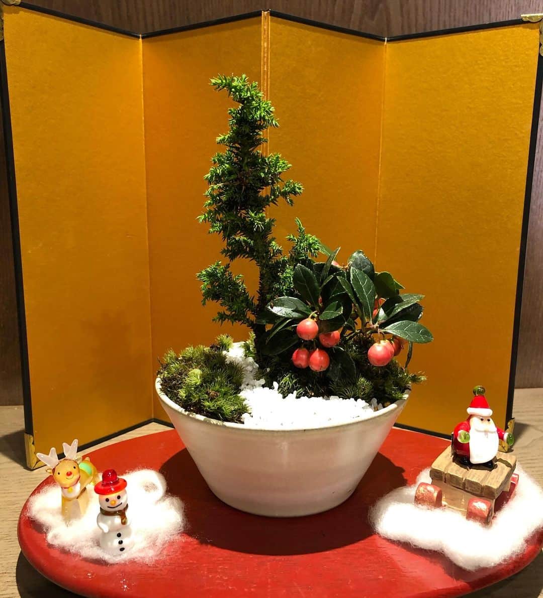 安田邦祐のインスタグラム：「メリークリスマス！  盆栽作りました！ 「杉」可愛い！  #盆栽教室 #彩花盆栽 #盆栽」