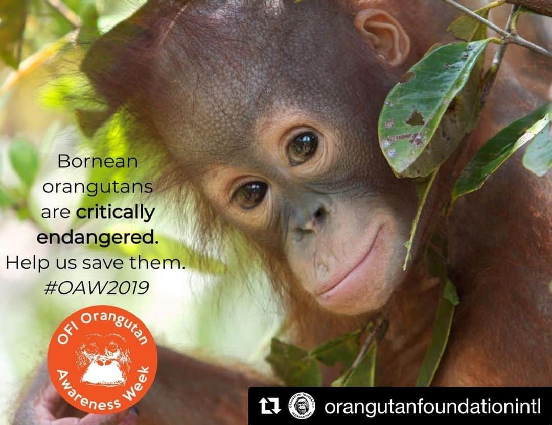 OFI Australiaさんのインスタグラム写真 - (OFI AustraliaInstagram)「#OrangutanAwarenessWeek, a week dedicated to bringing attention to the critically endangered orangutans. Help us raise awareness to your friends & family. You can also help save orangutans by donating to OFI Australia, boycotting palm oil products & sharing our posts. | Image credit: @orangutanfoundationintl | If you would like your photo's featured by us please tag your images with #ofi_australia and we will credit you! 🐒 _____________________________________________ 🐒 OFIA Founder: Kobe Steele 💌 kobe@ofiaustralia.com | OFIA Patron and Ambassador: @drbirute @orangutanfoundationintl | OFIA Volunteers: Clare @clarelh89 |  www.orangutanfoundation.org.au 🐒  #orangutan #orphan #rescue #rehabilitate #release #BornToBeWild #Borneo #Indonesia #CampLeakey #orangutans #savetheorangutans #sayNOtopalmoil #palmoil #deforestation #destruction #rainforest #instagood #photooftheday #environment #nature #instanature #endangeredspecies #criticallyendangered #wildlife #orangutanfoundationintl #drbirute #ofi_australia #ofia #FosterAnOrangutanToday」11月6日 16時32分 - ofi_australia