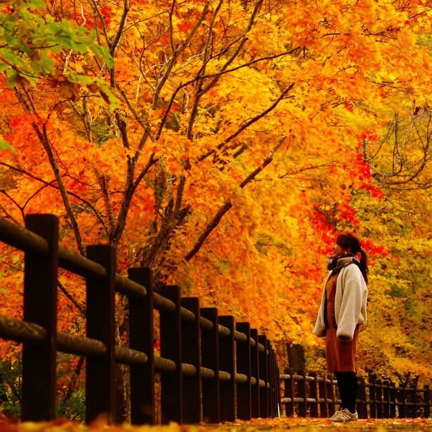 【JTB】マイトリ公式アカウントのインスタグラム：「＼今日の#マイトリ 投稿は🧡／﻿ ﻿ @maumautravelさんの﻿ #日本 #北海道 でのお写真📸﻿ ﻿ ご紹介するお写真は、﻿ 鮮やかな紅葉に圧倒されてしまいそうな1枚🍁🍁﻿ 絶景すぎますっっ😳😳﻿🧡 ﻿ なんと❗️この渓谷の遊歩道は、﻿ 美しい日本の歩きたくなる道500選に選ばれたそう🏅﻿ 納得の美しさ！！﻿ ﻿ 四季折々の風景もとっても綺麗だから、﻿ いつ行っても楽しそう🌸☀️🍁❄️﻿ ﻿ 知る人ぞ知るスポットですっ😌💓﻿ ﻿ プチ豆知識💡﻿ 北海道には有名な紅葉スポットが多くあります。大自然と紅葉を同時に楽しめるのは、北海道ならではの魅力です。﻿ ﻿ ＼みんなの #マイトリ もcheckしてね💫 ／﻿ ﻿ 🌐北海道﻿ 📍滝上町 / 滝上渓谷 錦仙峡﻿ 🏷 #錦仙峡﻿ ﻿ マイトリサイトには、海外・国内の女子旅情報をUPしています😊URLから、是非チェックしてみてくださいね﻿ ﻿ #JTB #JTBで旅したい #北海道女子旅 #紅葉スポット #紅葉 #北海道が好き #北海道旅行 #国内女子旅 #インスタ映え  #大人女子旅 #旅行が好き #女子旅 #女子旅行 #フォトジェニック #traveler #girlstrip #旅行 #女子カメラ #旅が好きな人と繋がりたい #trip #フォトスポット #GirlsWhoTravel #girlaroundworld」