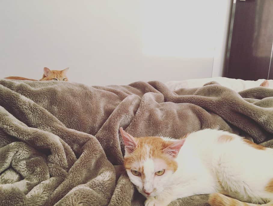 のインスタグラム：「まだちょっと長く歩くと、手足の痺れと脱力がやってきちゃうな…の脊髄ダメージ。で、本日のお昼寝は三猫そろって寝室にて。  イオちゃん、あなたのお行儀のよさはどこからきているのか？ベッドに上がるときには、かならず『失礼しまぁ〜す』と鳴く。途中、トイレに起きて戻ってくるときにもやっぱり鳴く。  私へ、ではなくこれは兄さん方のテリトリー意識への配慮だと思う。そんなわけで、当然ユピガも怒ったり追い出したりしたことなど一度もない。  穏やかに流れる至福の時間。  2ヶ月前は夢のまた夢だった風景が、今、目の前にある。 《　夢を見ることなしに、物事は始まらない。》 アンドレ・プットマンの大好きな言葉。  #猫沢組　#猫沢イオ　#ユピ坊　#ヘルニア国物語またはフリーダニャーロ #chanechoes」