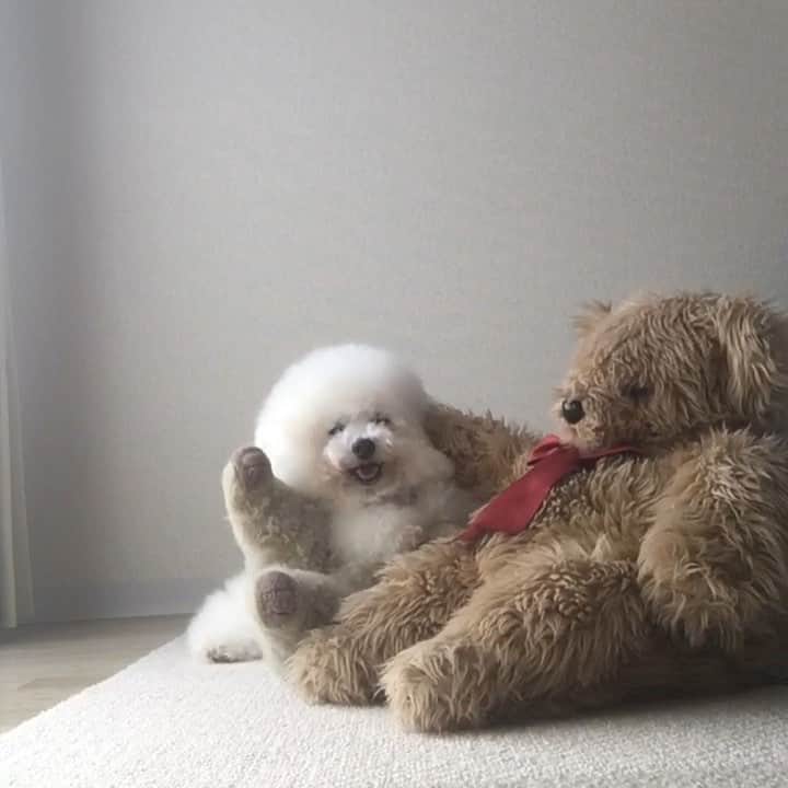 ゆうのインスタグラム：「. . いい子いい子🐻してもらって だんだん顔がとろけるアーニーさん。 Gently pat me on the head. . . . #ふくちゃんは下敷き #最後は自ら頭を突き出す . . .」