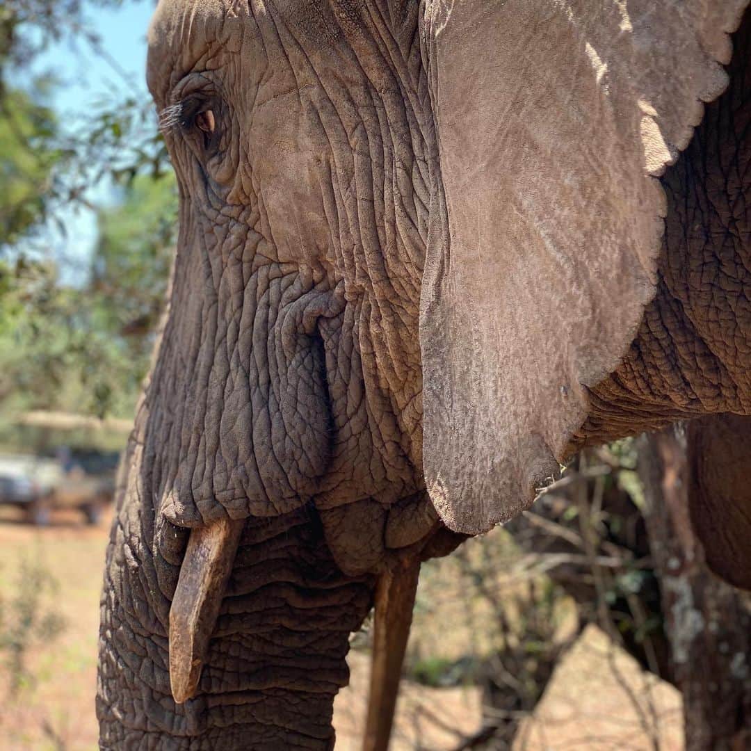 gachikunさんのインスタグラム写真 - (gachikunInstagram)「. Elephants are so cute!  at safari in South Africa」11月6日 17時52分 - gachikun.tsune