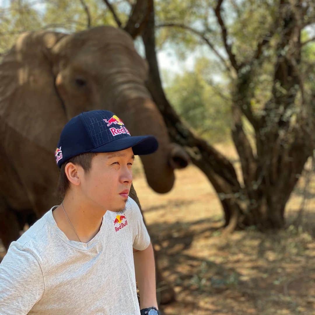 gachikunさんのインスタグラム写真 - (gachikunInstagram)「. Elephants are so cute!  at safari in South Africa」11月6日 17時52分 - gachikun.tsune