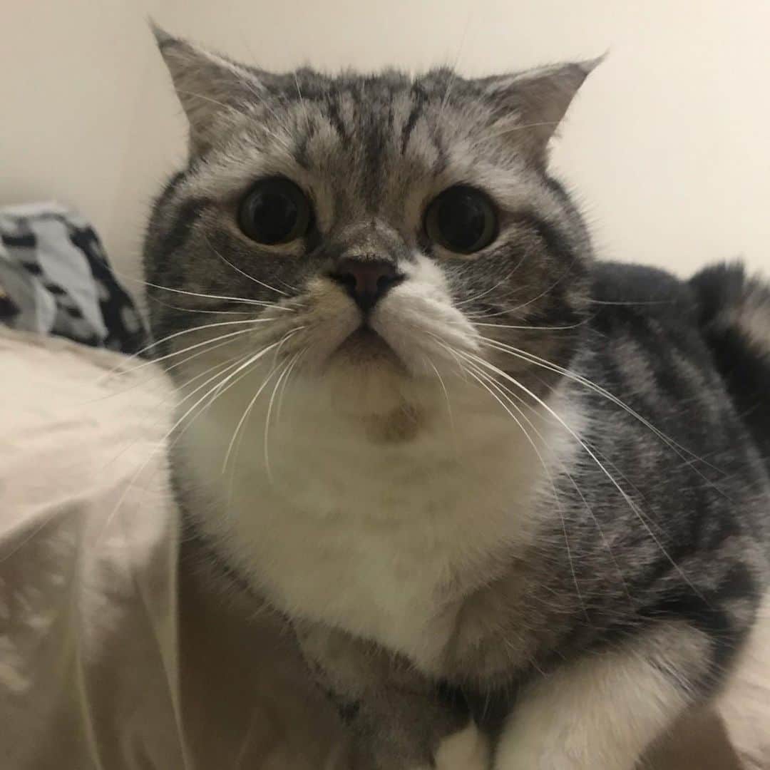 KATSUOのインスタグラム：「. 輪ゴムで盛り上がる安上がりなオトコ . #cat #catstagram #catsoﬁnstagram #instacat #cutecat #katsuo」