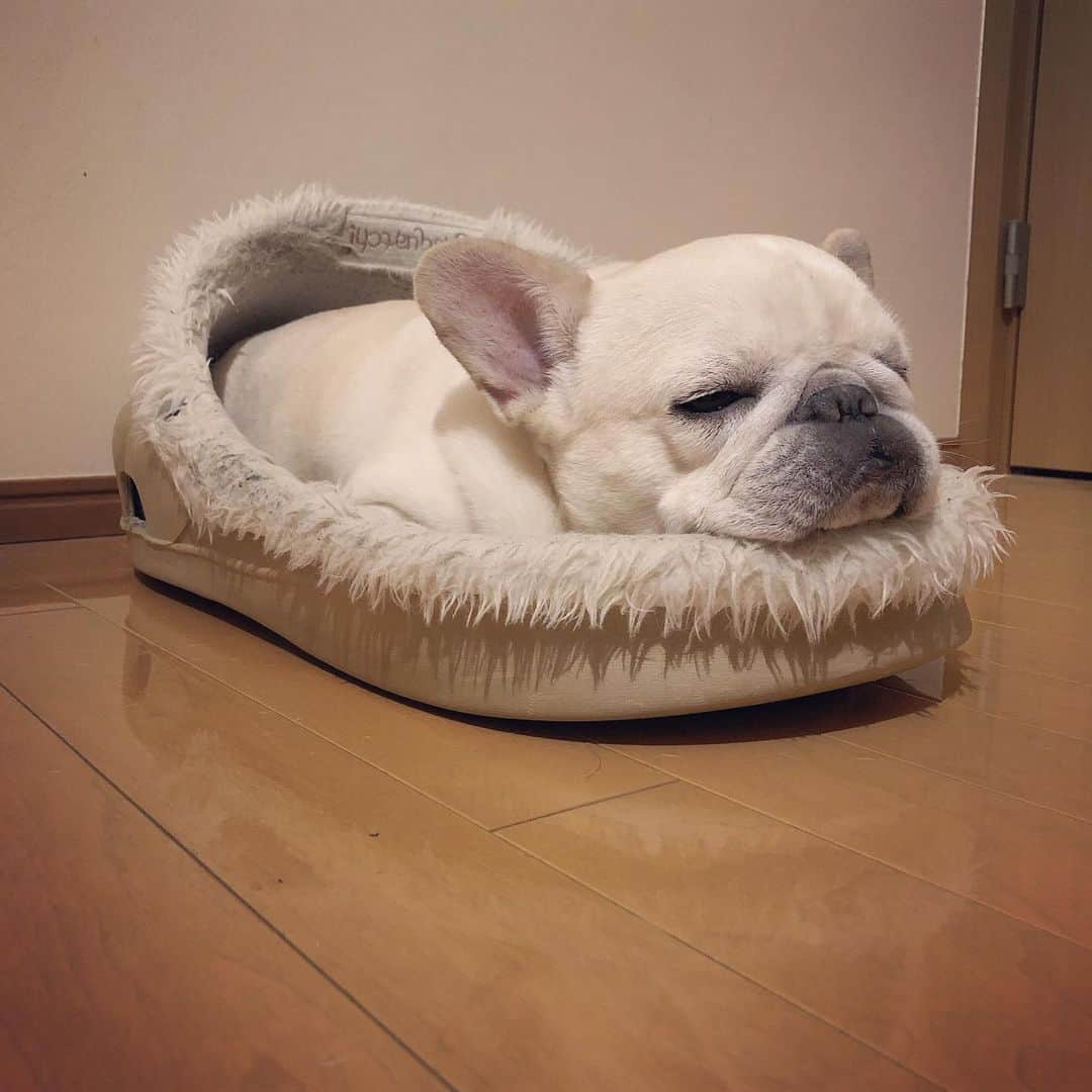 タニム（マーブル母）のインスタグラム：「* 今日もピッタンコ✨ * #クロックス風ベッド  #ピットインマーブル  #私のアモーレ🐷❤️」