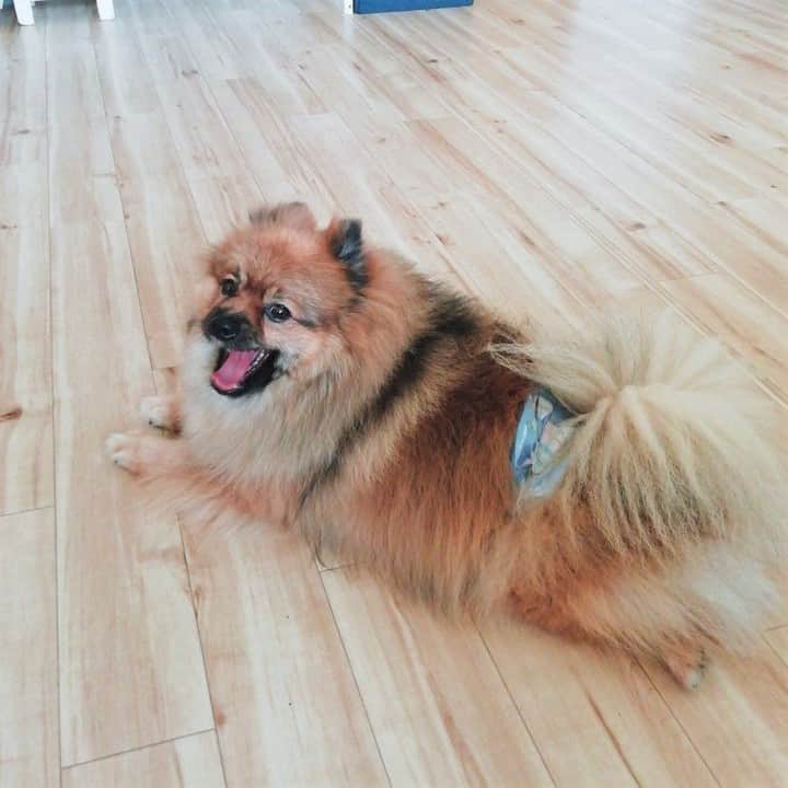 DogHuggyのインスタグラム